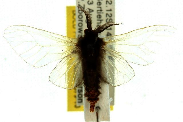 Hyaloptila melanosoma