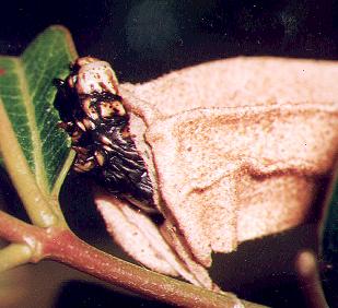 Hyalarcta nigrescens