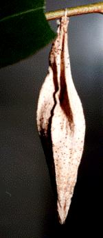 Hyalarcta nigrescens