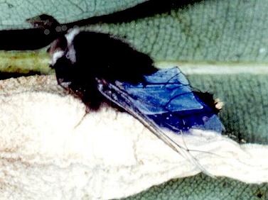 Hyalarcta nigrescens