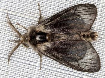 Hyalarcta nigrescens