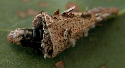 Hyalarcta nigrescens