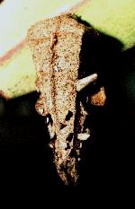 Hyalarcta nigrescens