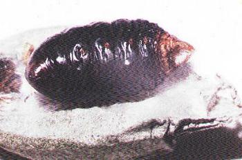 Hyalarcta nigrescens