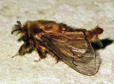 Hyalarcta nigrescens