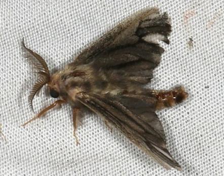 Cryptothelea persimilis