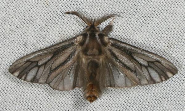 Cryptothelea persimilis