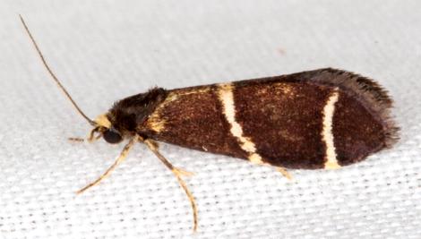 Lepidoscia punctiferella