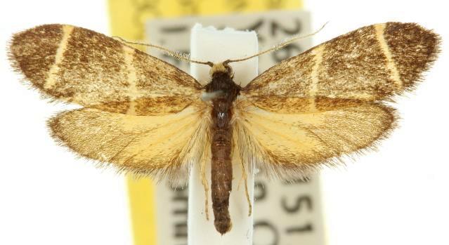 Lepidoscia punctiferella