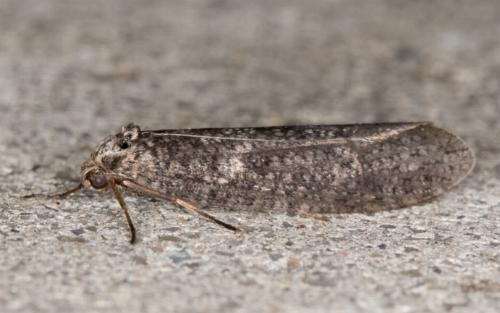 Lepidoscia saxosa