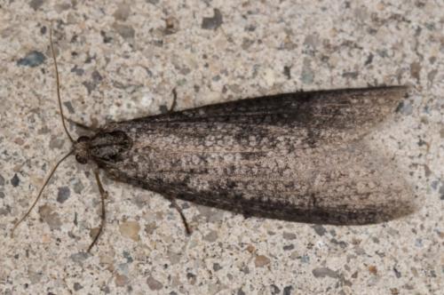 Lepidoscia saxosa
