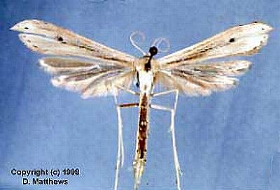 Hellinsia balanotes