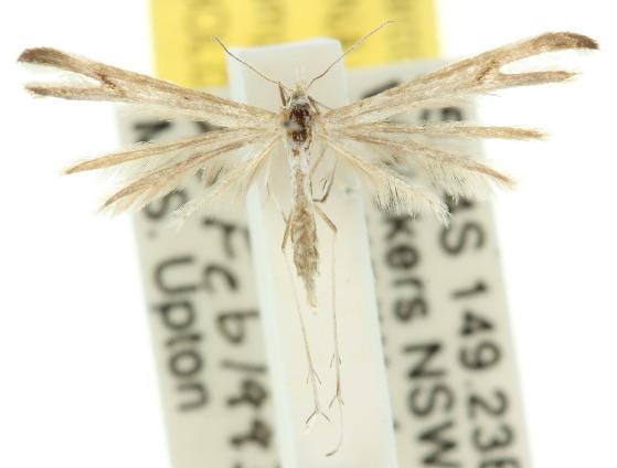 Platyptilia celidotus