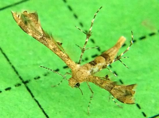 Nippoptilia cinctipedalis