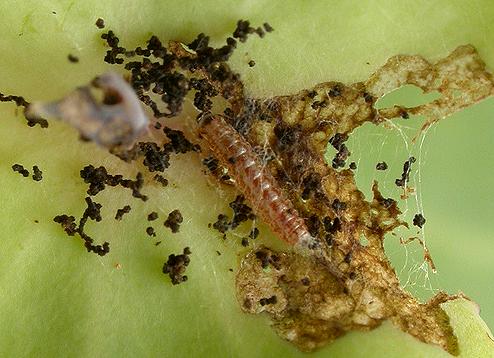 Sinpunctiptilia emissalis