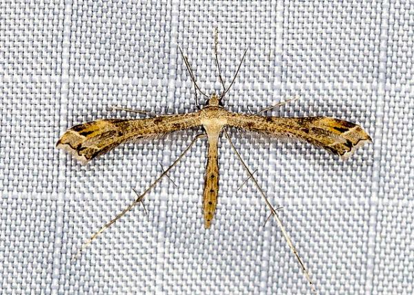 Sinpunctiptilia emissalis