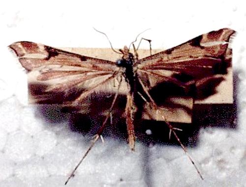 Sinpunctiptilia emissalis