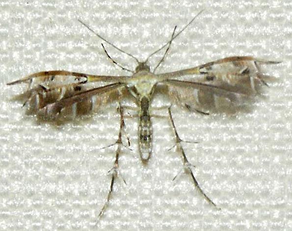 Diacrotricha fasciola