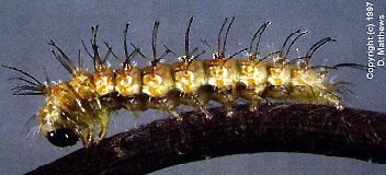 Megalorhipida leucodactyla