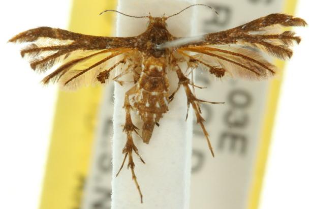 Deuterocopus triannulatus