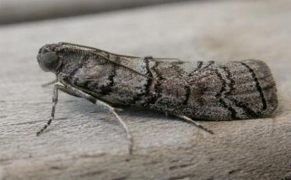 Ctenomeristis almella