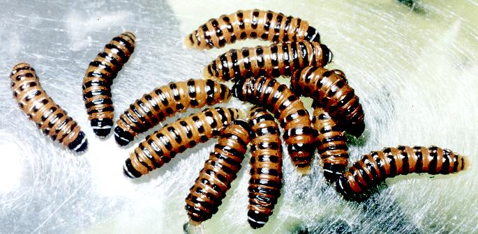 Cactoblastis cactorum