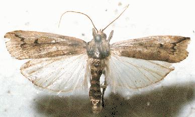 Cactoblastis cactorum