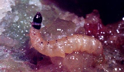 Cactoblastis cactorum