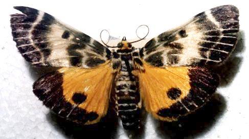 Cardamyla carinentalis