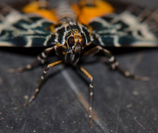 Cardamyla carinentalis