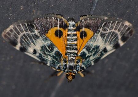 Cardamyla carinentalis