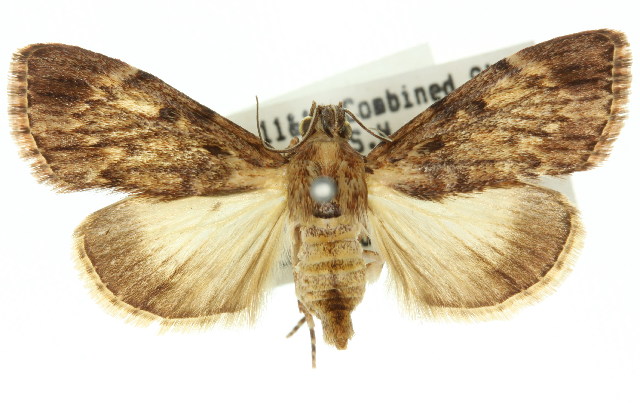 Salma cinerascens