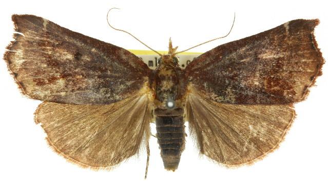 Macna coelocrossa