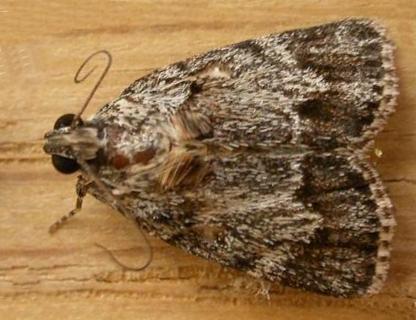 Spectrotrota fimbrialis