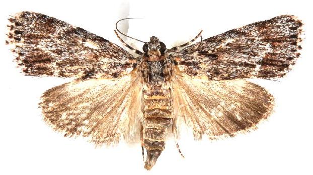 Spectrotrota fimbrialis