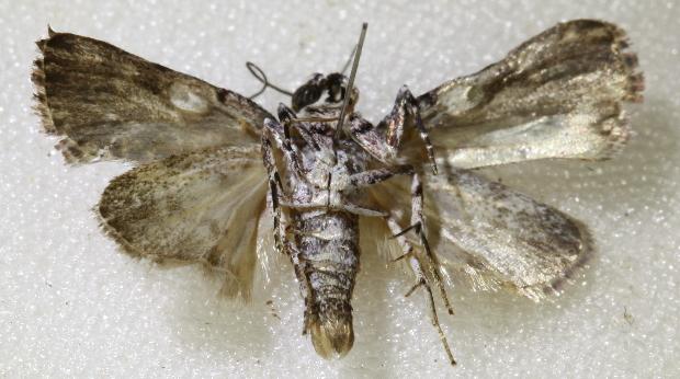 Spectrotrota fimbrialis