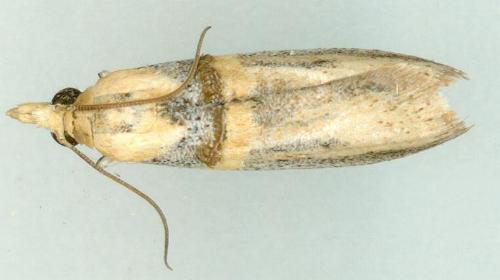 Asclerobia flavitinctella