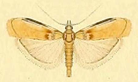 Asclerobia flavitinctella