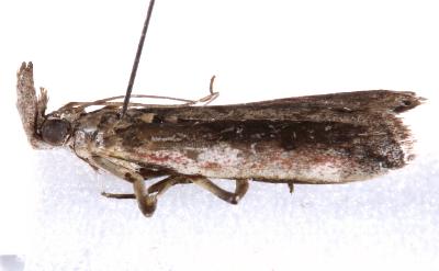 Barbifrontia hemileucella