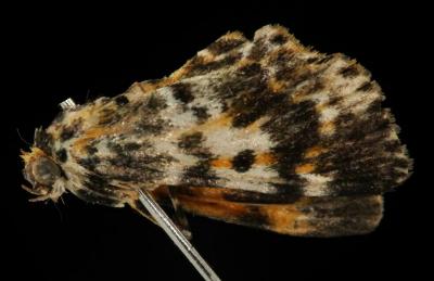 Cardamyla hercophora