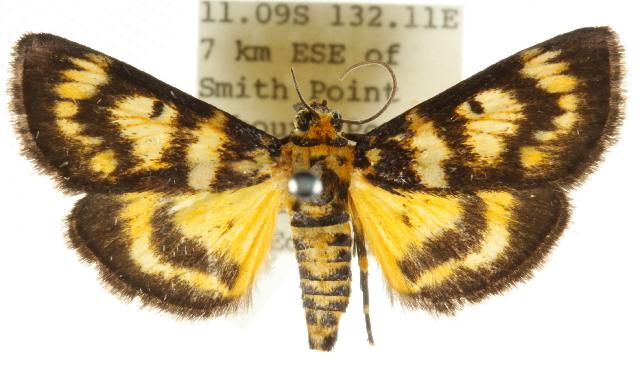 Cardamyla hercophora