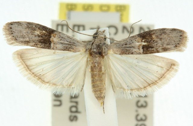 Copamyntis infusella