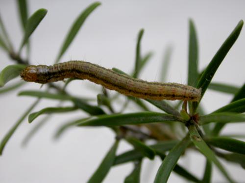 Stericta marmorea