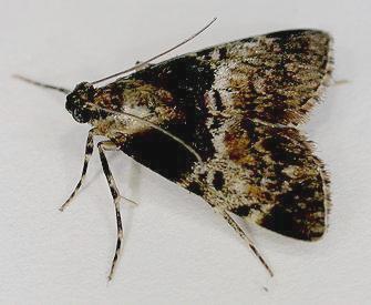 Stericta marmorea