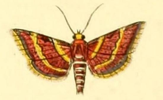 Hypsopygia mauritialis