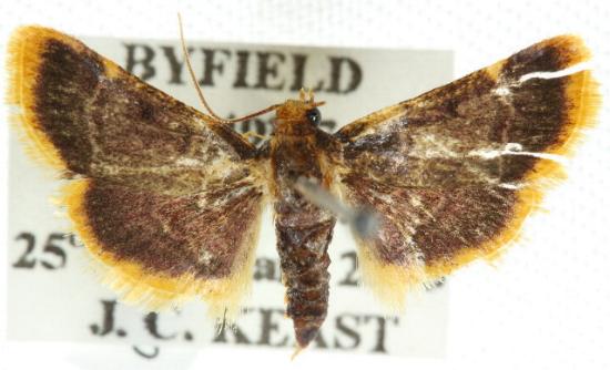Hypsopygia mauritialis