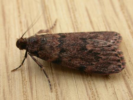 Mimaglossa nauplialis