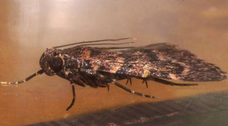 Mimaglossa nauplialis