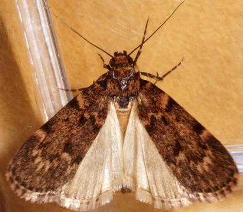 Mimaglossa nauplialis