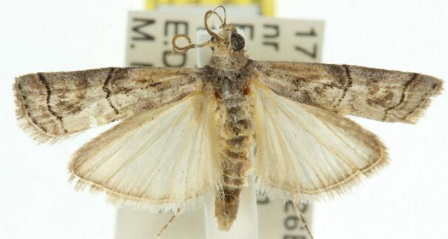 Lophothoracia omphalella